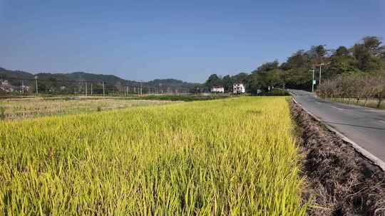 冬天郴州西河风光带金黄色的稻谷稻田