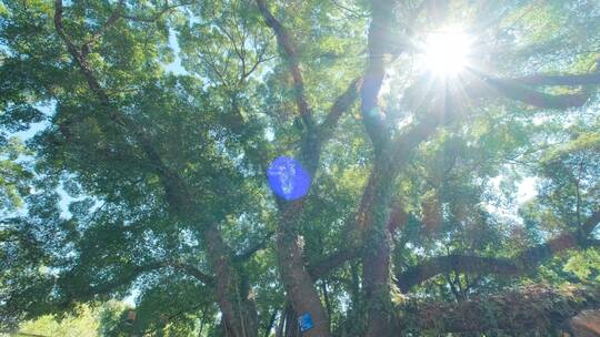 夏天阳光仰拍树林树技视频素材模板下载