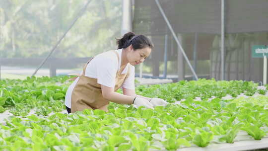 农民在温室中种植水培蔬菜