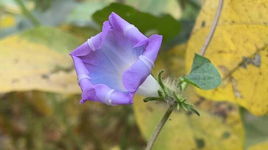 蓝紫色喇叭花花朵