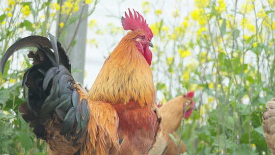 农村家禽散养公鸡打鸣土鸡柴鸡视频素材模板下载