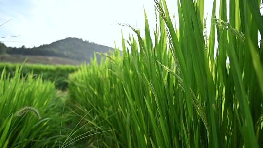 绿色水稻，禾苗，农业种植视频素材模板下载