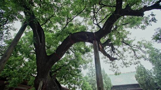 平遥双林寺百年老槐树