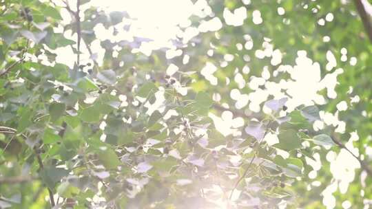 阳光透过枝繁叶茂的树叶照射进来