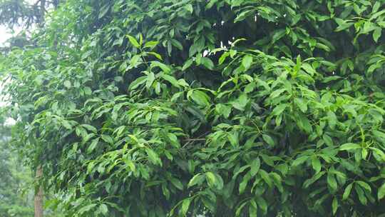 下雨天桂花树金桂八月桂花植物水滴升格