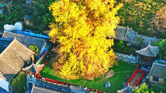 西安古观音禅寺千年银杏树