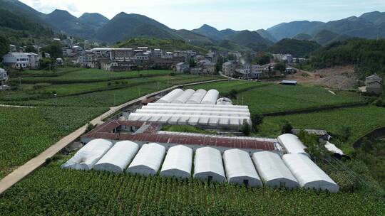 三农乡村振兴素材：烟草田农田大田航拍风景视频素材模板下载