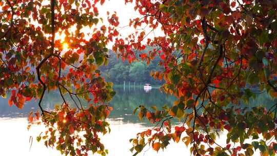 秋天南京中山植物园逆光唯美的红叶和湖水