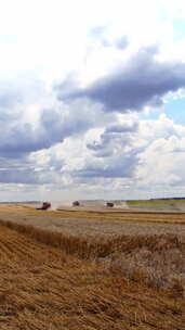 农业场景。夏天，联合收割机在田野上收割成
