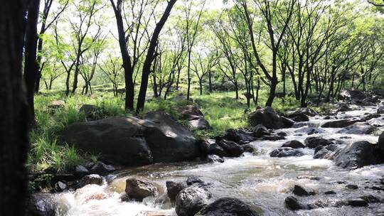 小溪 森林流水 绿色自然