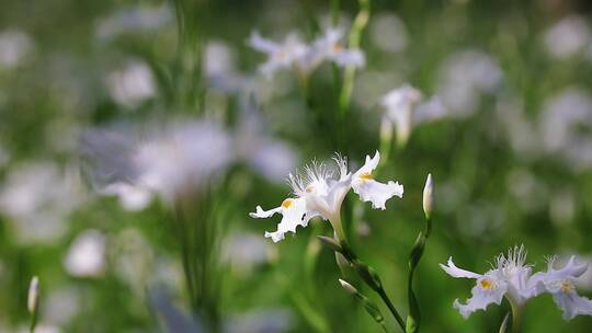 春天花卉蝴蝶花