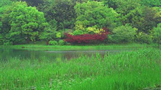 杭州西湖浴鹄湾春天树林自然风景