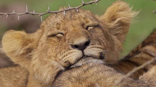 昏昏欲睡的小狮子特写
