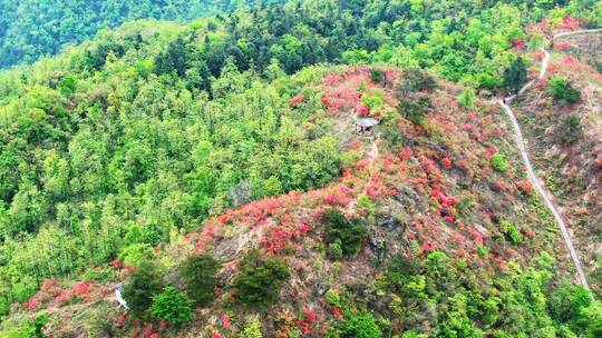 航拍高山杜鹃花8