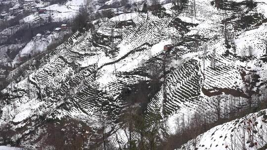 冬天绿茶种植园的雪