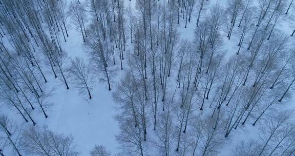 航拍雪域雪原树林