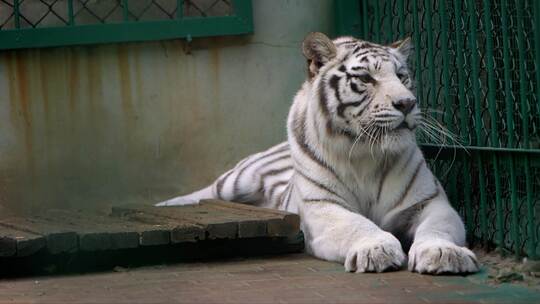 野生白虎 动物园老虎 国家保护动物