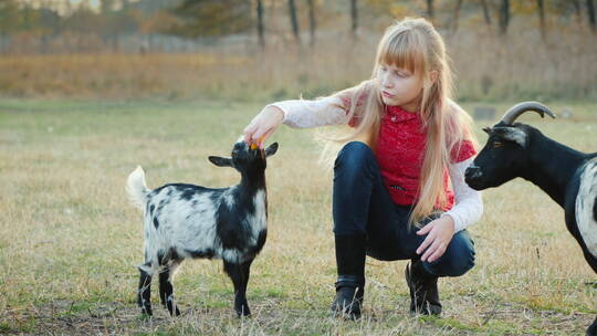 小女孩蹲在草地上喂小羊吃草