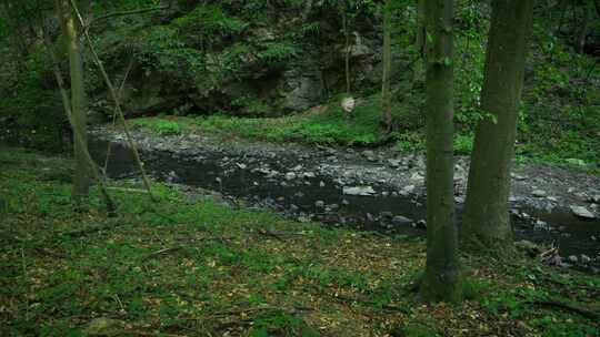 黄蜂巢，蜂群，森林溪流，Dolichov