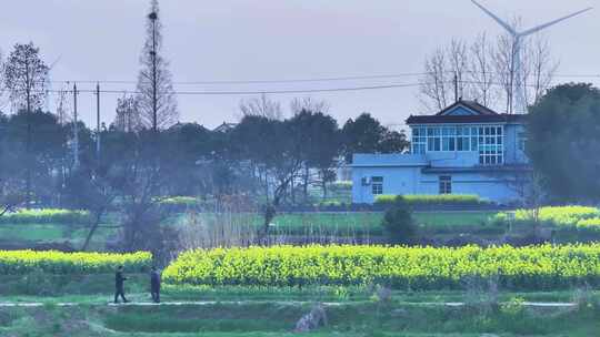 航拍乡村农村油菜花农民民房风力发电