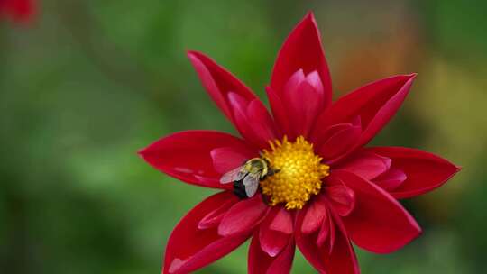 蜜蜂在红花上采蜜