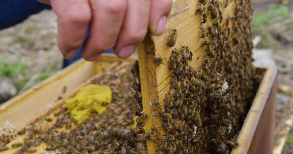 养蜂人把蜂巢从蜂箱提出来