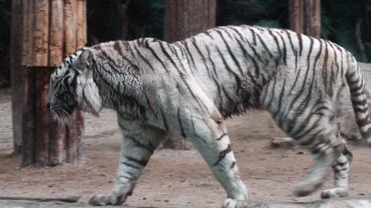 大白老虎在行走