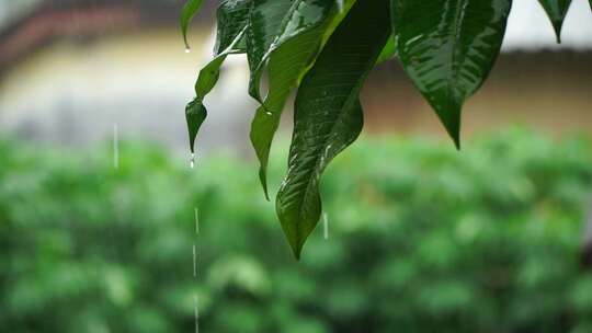 下雨天树叶滴水