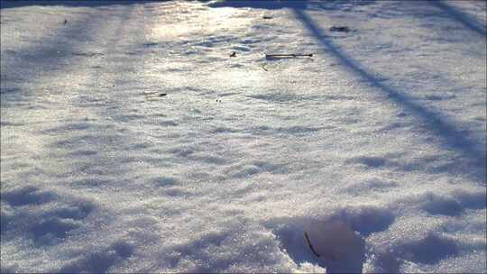 雪后阳光下的山林