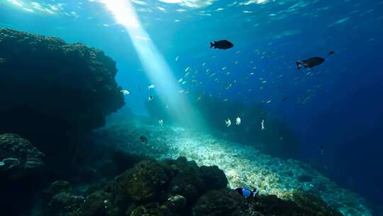 4k阳光透过海面大海里的鱼群海洋生物