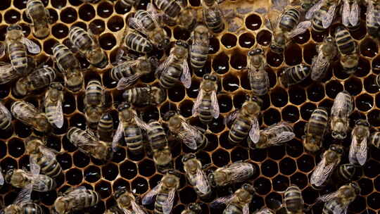 蜜蜂家族在蜂巢工作的宏观镜头。蜜蜂在蜂巢