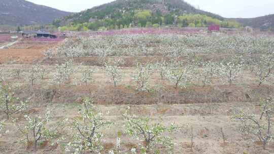 梨花 百年梨花树 春天梨花园