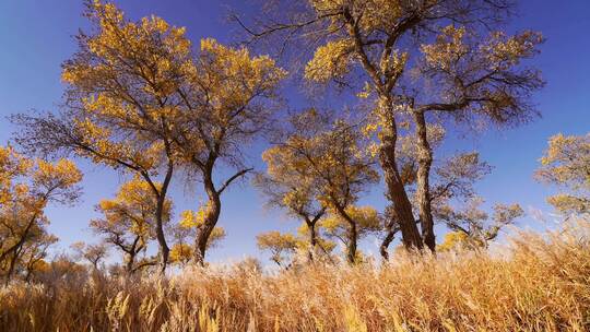 秋天新疆的金色胡杨林，胡杨树和风中的芦苇