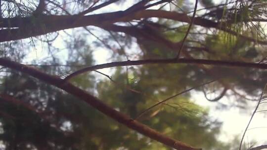 风吹动的松树枝叶视频素材模板下载
