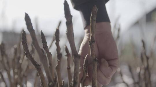 温室牡丹花培育LOG视频素材模板下载