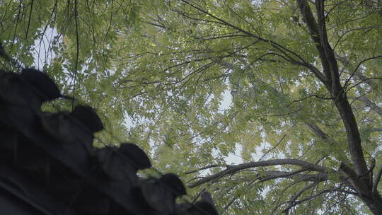 北京秋天街道 秋天胡同