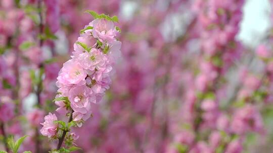 桃花开花 (3)