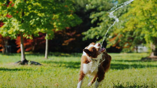 狗狗在公园里喝水视频素材模板下载