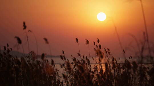 夕阳下的芦苇荡唯美自然风光