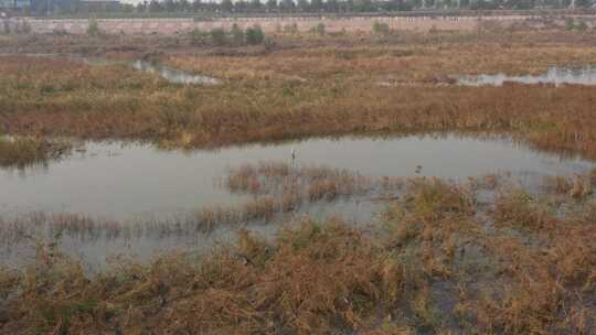 航拍 湿地 鸟 自然保护区 湿地保护区