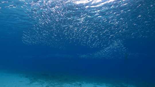 海，浅滩，鱼，海洋