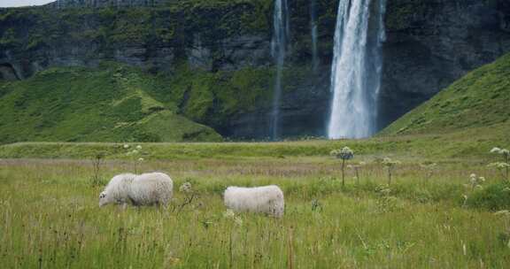 绵羊，Seljalandsfoss，瀑布