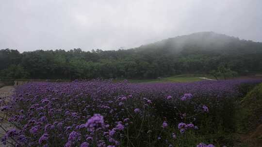 重庆巴南露营基地马鞭草花海雨雾延时