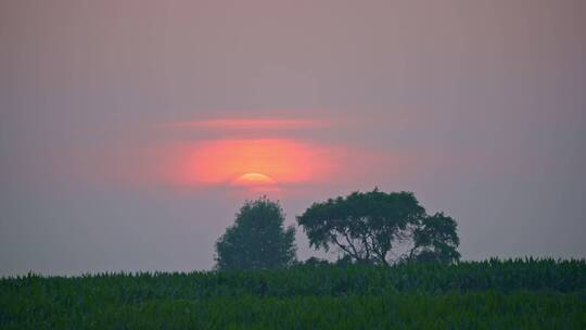 草原上几棵树旁的日落夕阳与天空特写