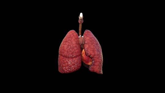 人体器官肺视频素材模板下载