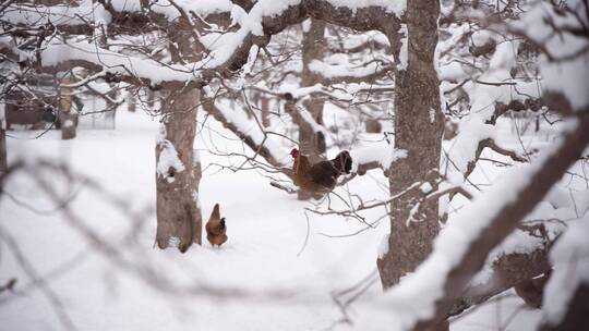 冬季树林中的鸡散养家禽