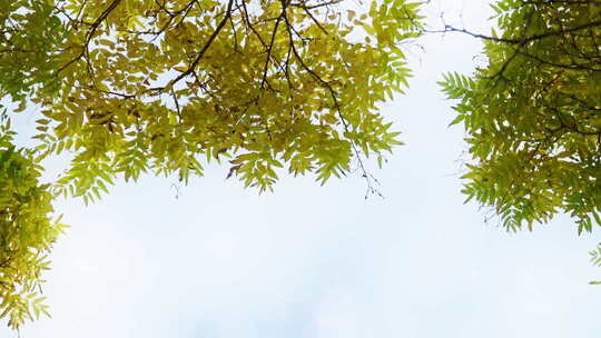 风秋天秋风微风快切快节奏片头情绪意境空镜