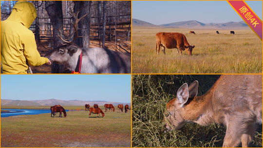 内蒙古秋季动物生态自然风光文旅宣传长合集