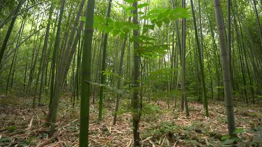 竹子竹林写意水墨视频素材模板下载