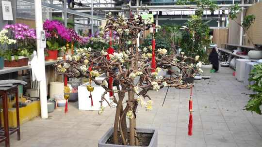 腊梅 花 观赏 花卉 植物 黄色 花